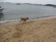  Pig Buddhalta kävely rantaa pitkin hotelliimme, 3 jalkainen koira juoksi tuulispäänä rannalla